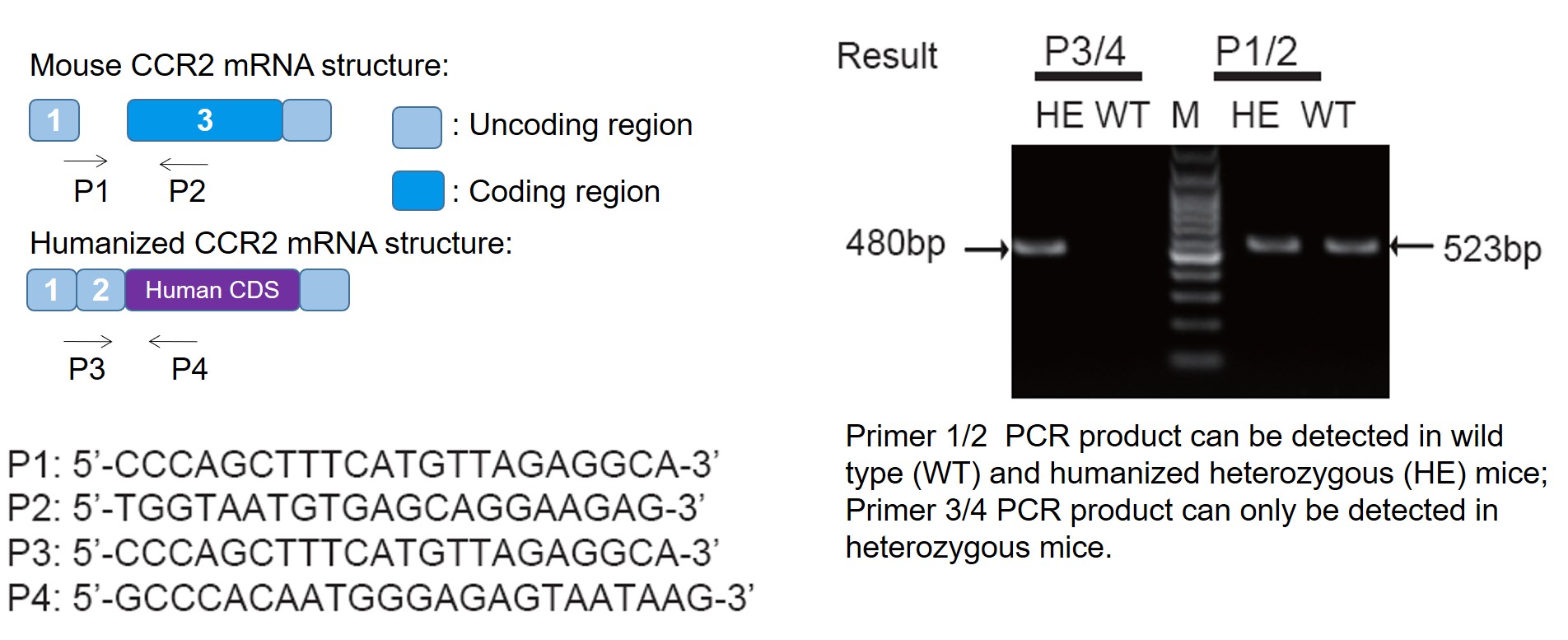 CCR2 Humanized Immune Checkpoint Mouse Model