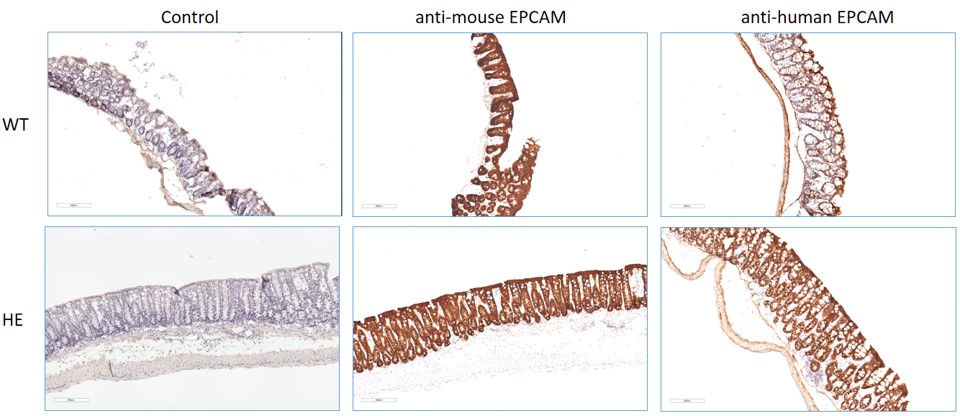 landingpage-ashu-210032-epcam-hu-icpmouse-1