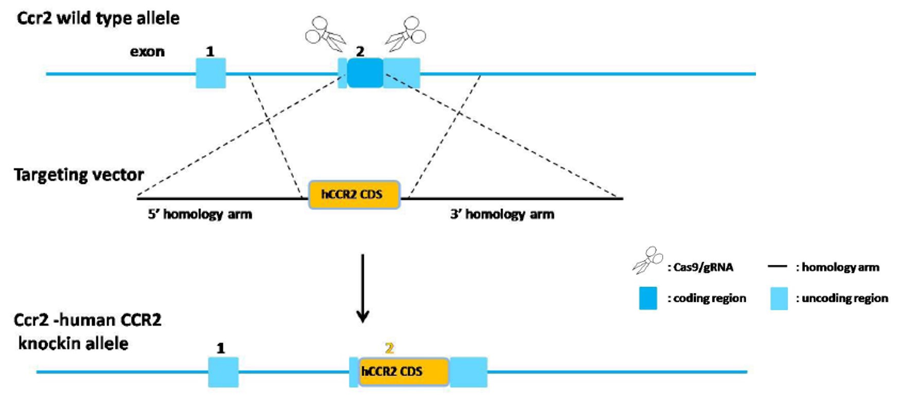 CCR2 Humanized Immune Checkpoint Mouse Model