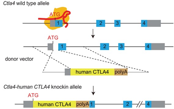 landingpage-ashu-00079-pd-1&,ctla4-hu-icpmouse-2