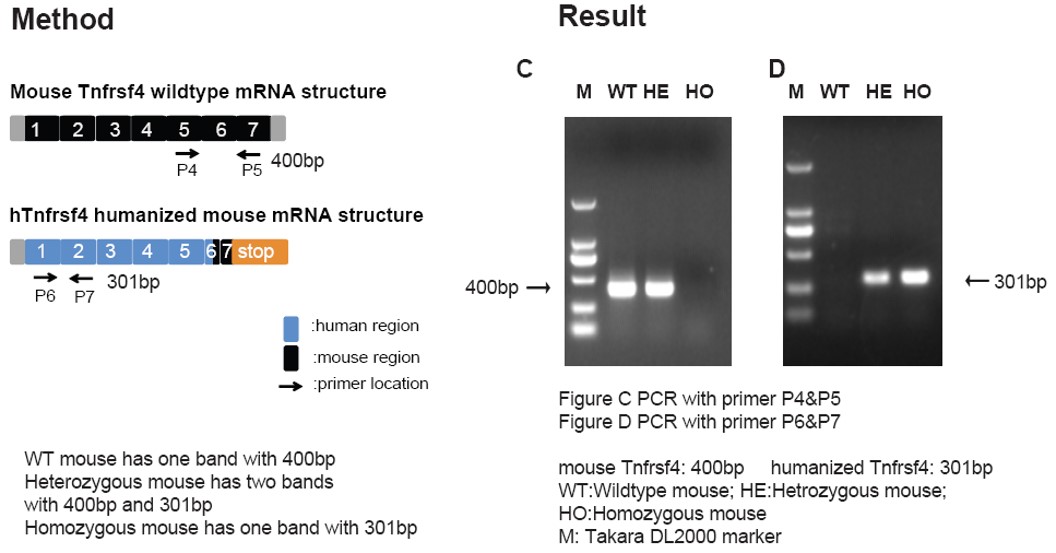 OX40 Humanized Immune Checkpoint Mouse Model
