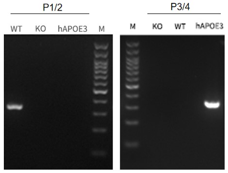 APOE3 Humanized Immune Checkpoint Mouse Model