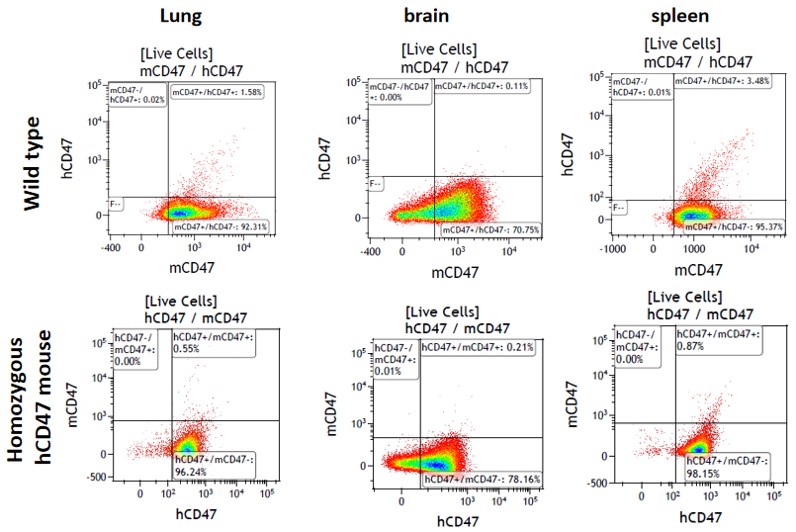 CD47 Humanized Immune Checkpoint Mouse Model