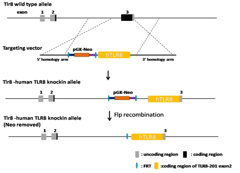 TLR8 Humanized Immune Checkpoint Mouse Model