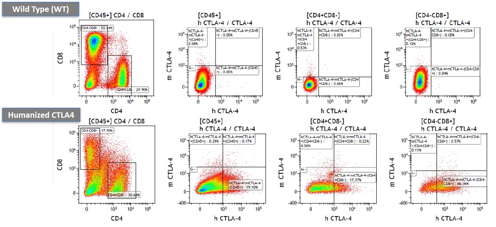 CTLA4 Humanized Immune Mouse Model