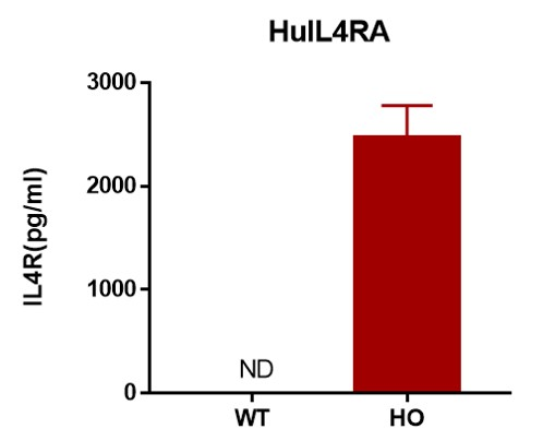 IL4RA Humanized Immune Checkpoint Mouse Model