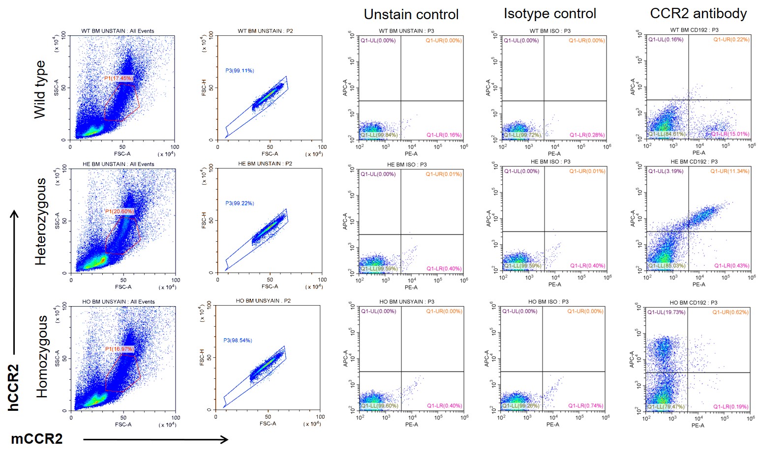 CCR2 Humanized Immune Checkpoint Mouse Model
