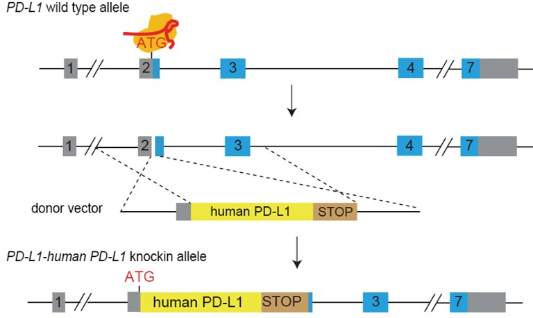 landingpage-ashu-200260-pd-l1&,4-bb(2)-hu-icpmouse-1