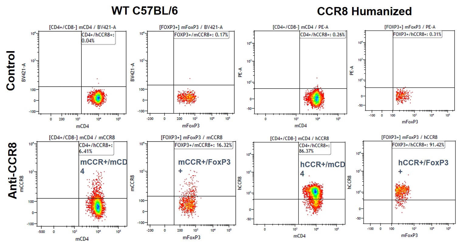 CCR8 Humanized Immune Mouse Model