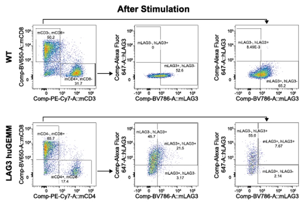 LAG3 Humanized Immune Checkpoint Mouse Model