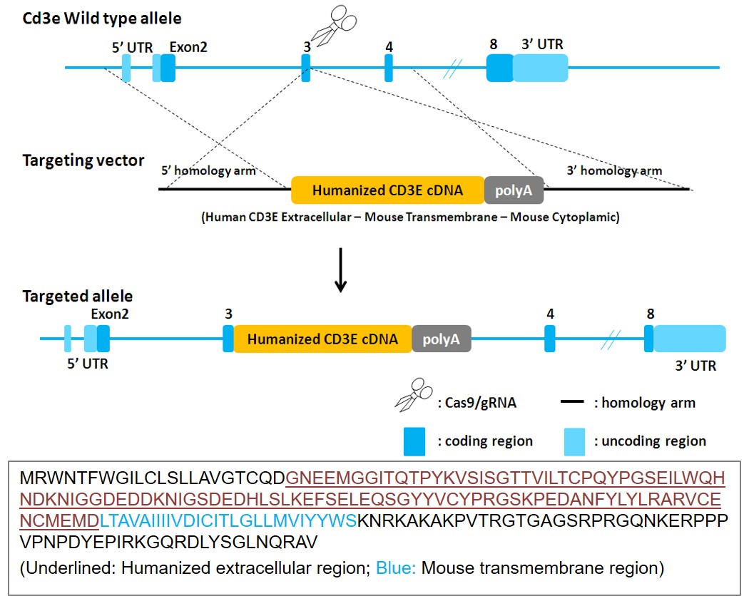 CD3E Humanized Immune Checkpoint Mouse Model