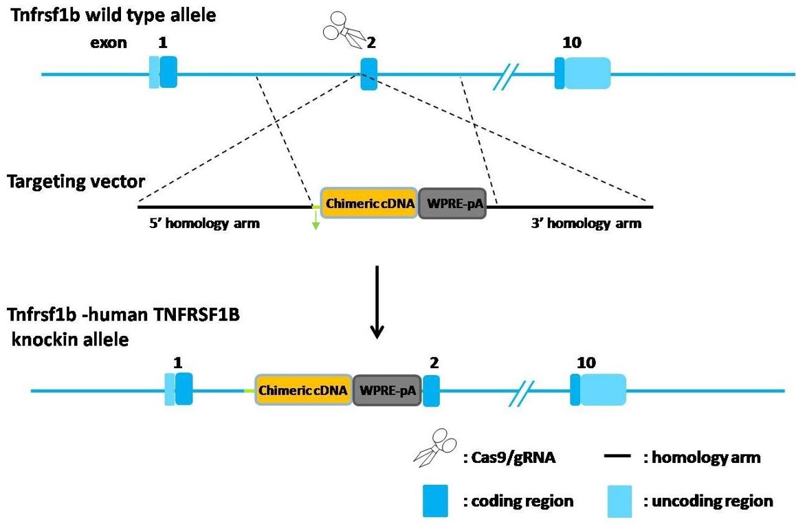 TNFRSF1B Humanized Immune Mouse Model