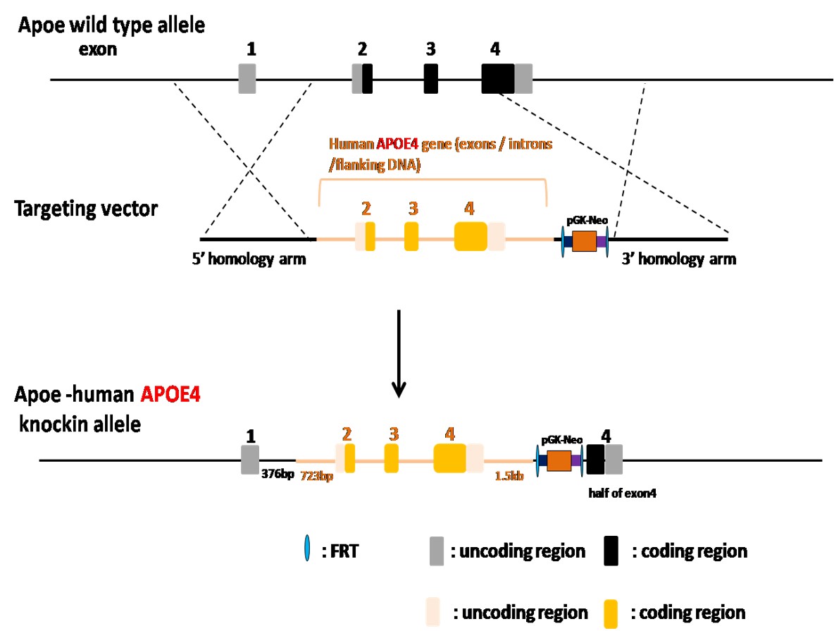 APOE4 Humanized Immune Checkpoint Mouse Model