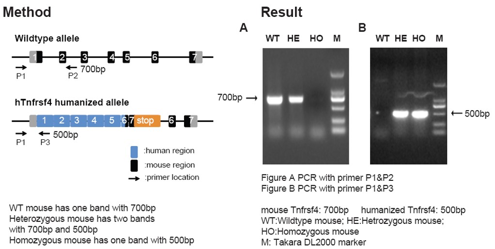 OX40 Humanized Immune Checkpoint Mouse Model