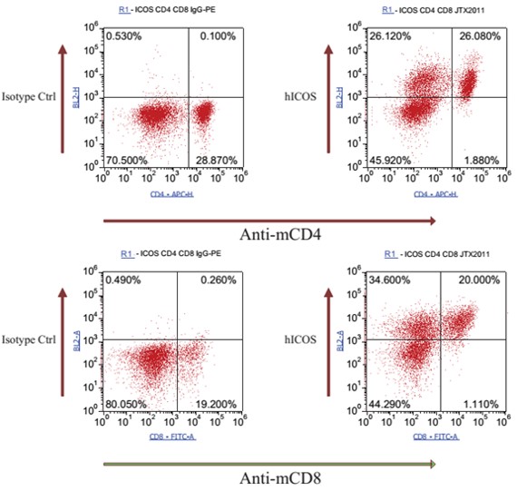 ICOS Humanized Immune Checkpoint Mouse Model