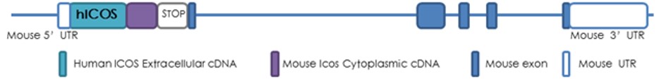 ICOS Humanized Immune Checkpoint Mouse Model