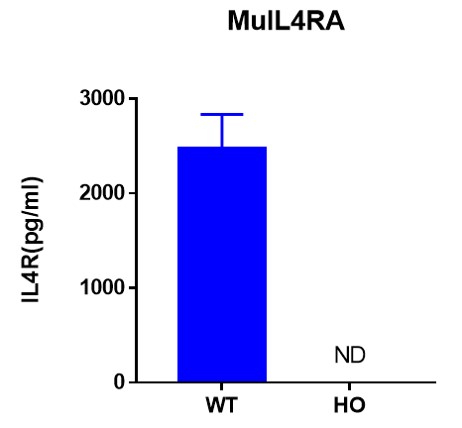 IL4RA Humanized Immune Checkpoint Mouse Model