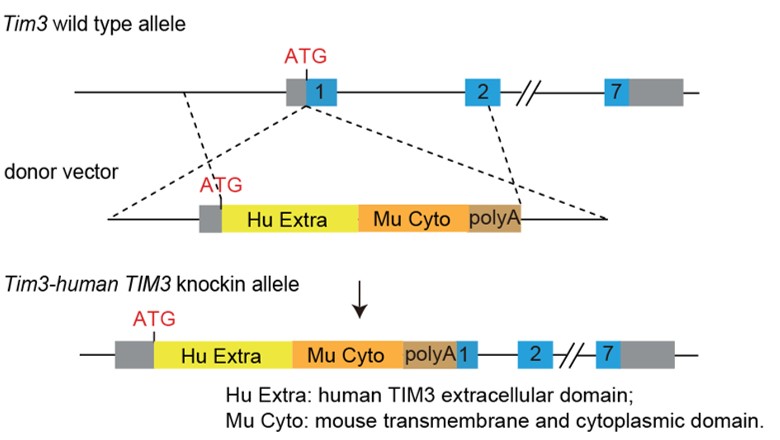 PD1/TIGIT/TIM3 Triple Humanized Immune Checkpoint Mouse Model