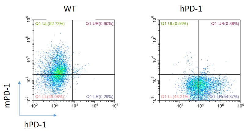 PD-1 Humanized Immune Checkpoint Mouse Model