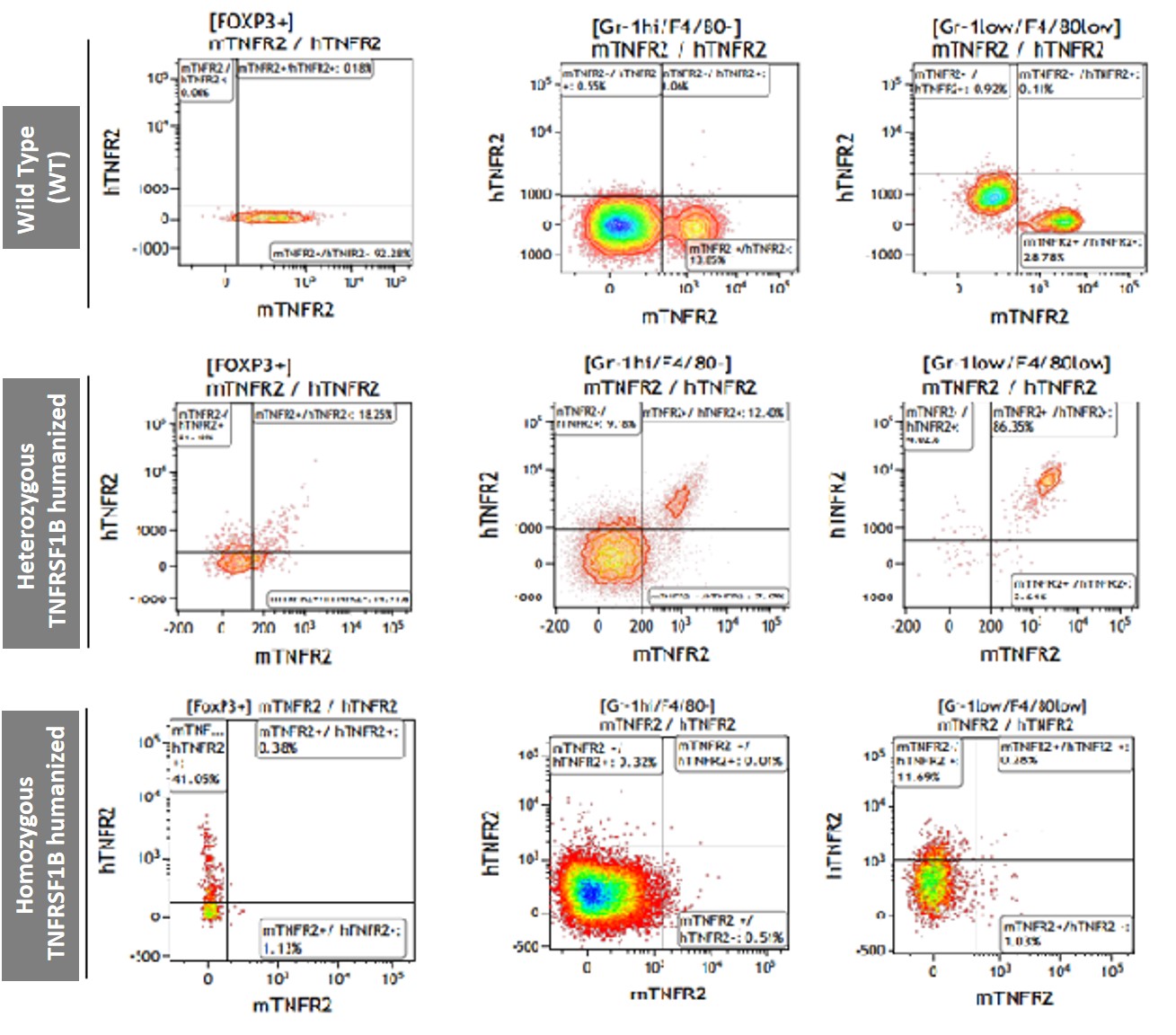 TNFRSF1B Humanized Immune Checkpoint Mouse Model