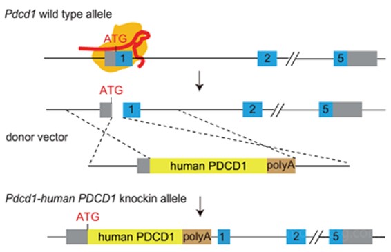 landingpage-ashu-00079-pd-1&,ctla4-hu-icpmouse-1