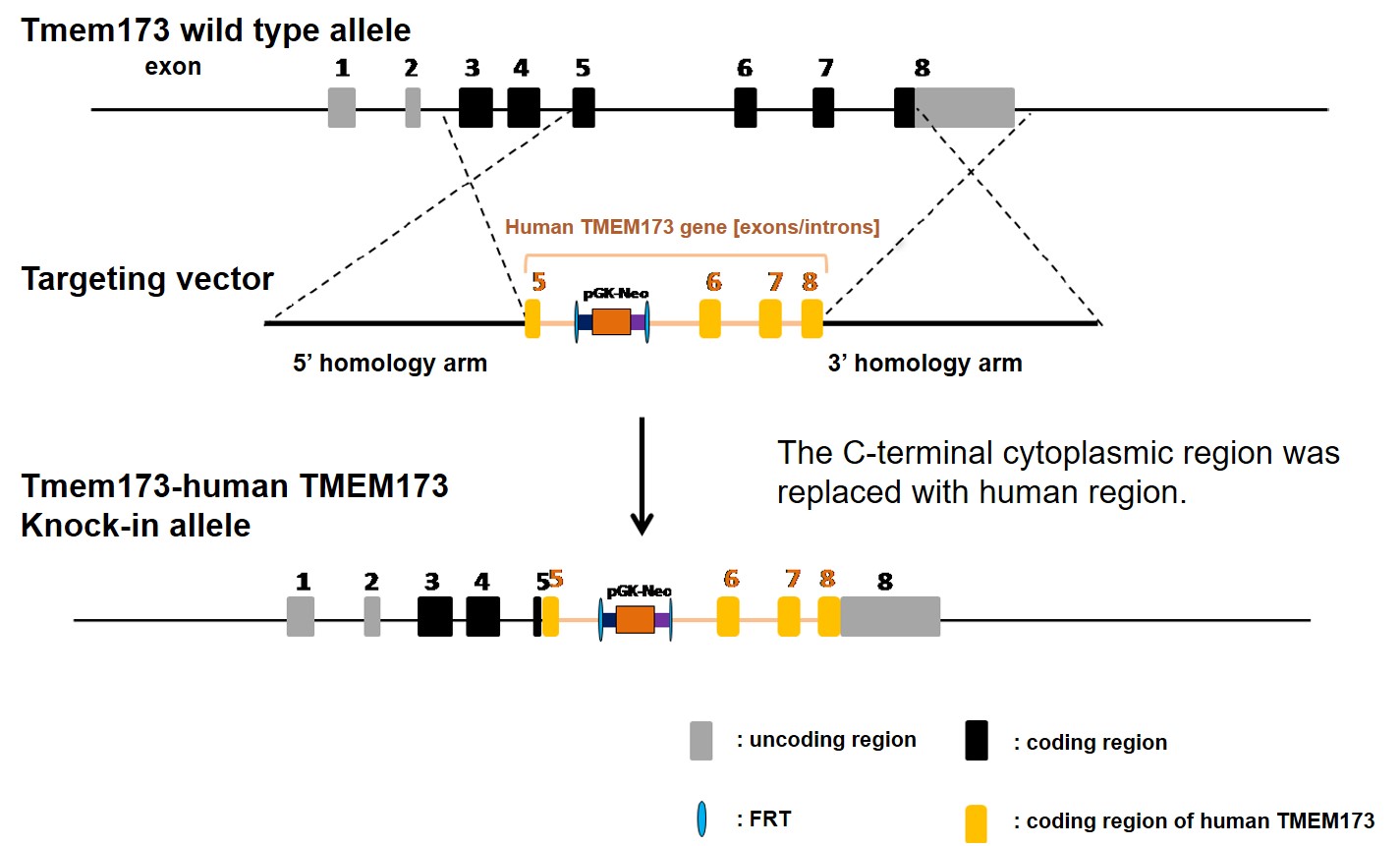 STING Humanized Immune Checkpoint Mouse Model