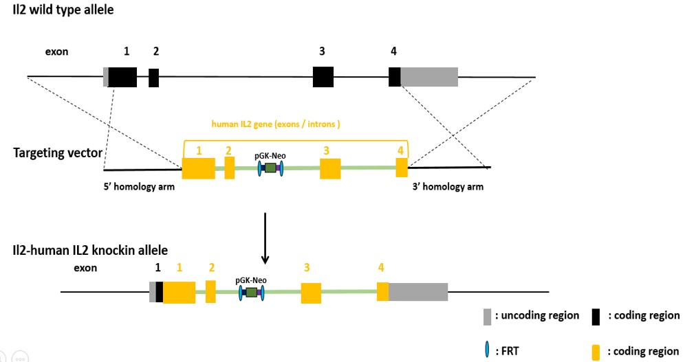 IL2 Humanized Immune Checkpoint Mouse Model