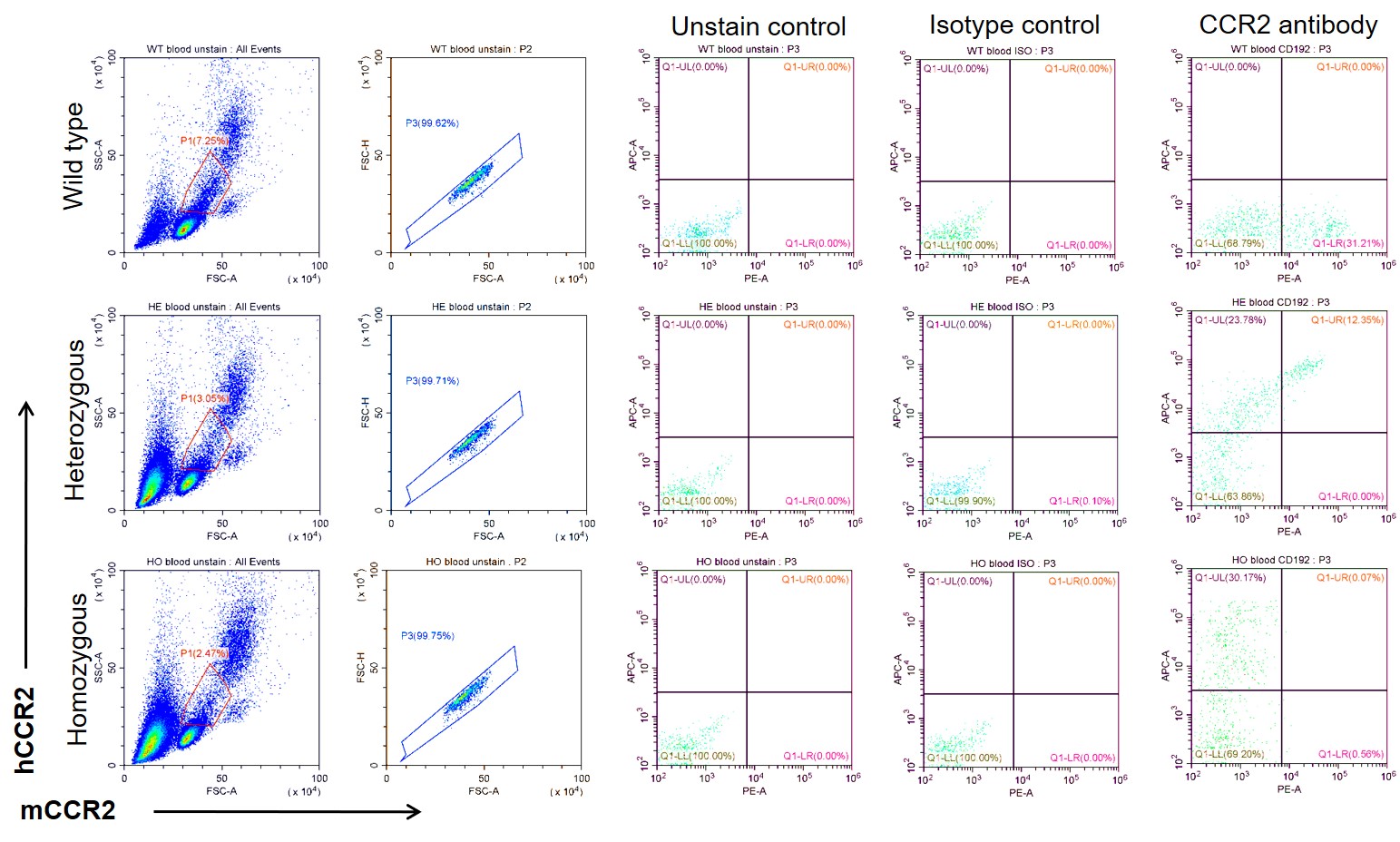 CCR2 Humanized Immune Checkpoint Mouse Model