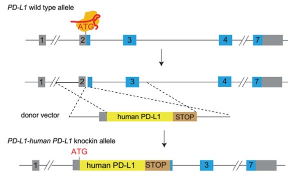 landingpage-ashu-00102-PD-L1 &, CTLA4-hu-icpmouse-1.1