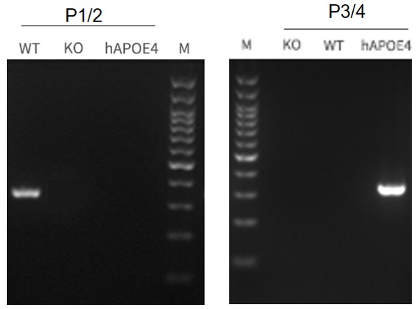 APOE4 Humanized Immune Checkpoint Mouse Model