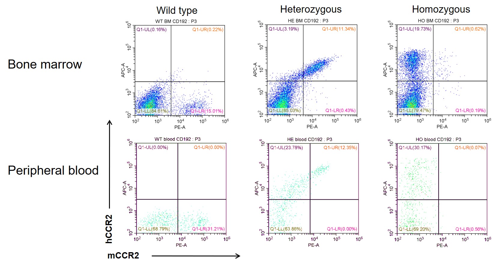 CCR2 Humanized Immune Checkpoint Mouse Model