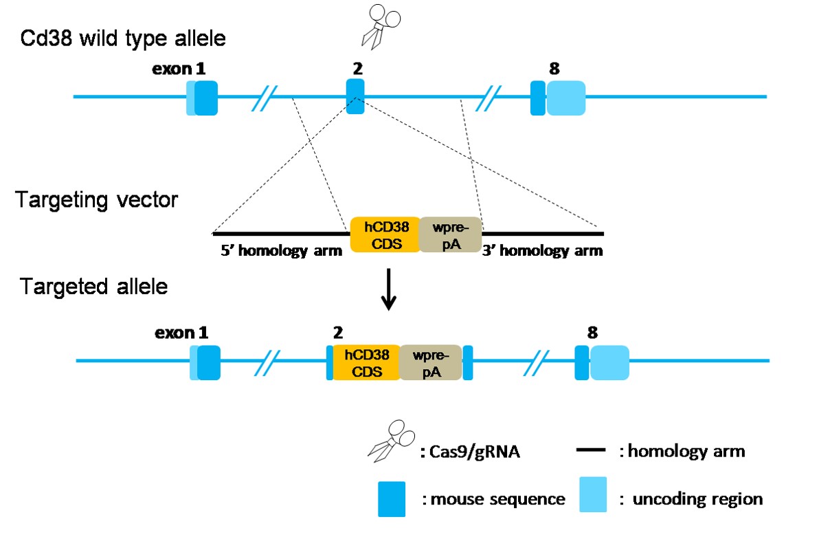 CD38 Humanized Immune Checkpoint Mouse Model