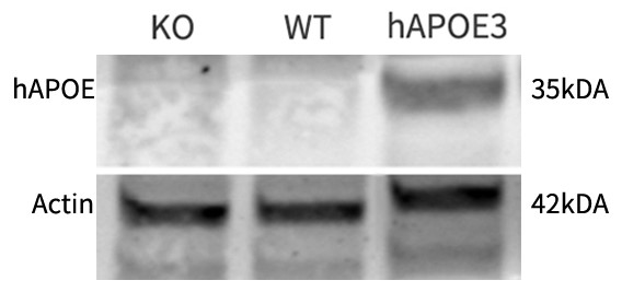 APOE3 Humanized Immune Checkpoint Mouse Model