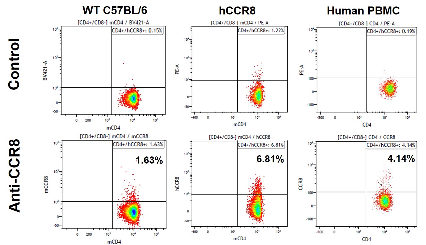 CCR8 Humanized Immune Mouse Model