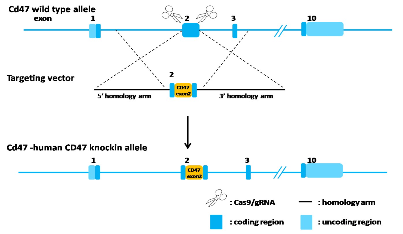CD47 Humanized Immune Checkpoint Mouse Model