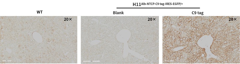 landingpage-aski-200054-ki-mouse-2