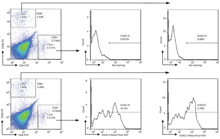 LAG3 Humanized Immune Checkpoint Mouse Model