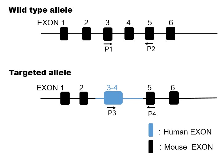 landingpage-ashu-190050-pd-l2-hu-icpmouse-1