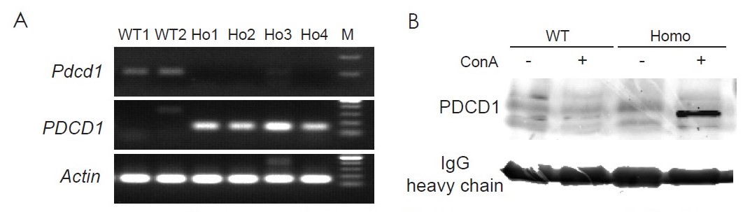PD1&,TIM3 Humanized Immune Checkpoint Mouse Model