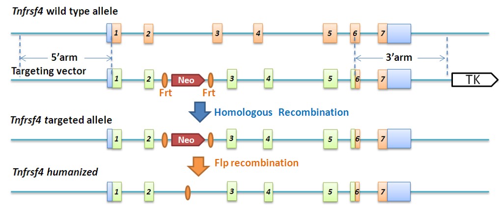 OX40 Humanized Immune Checkpoint Mouse Model