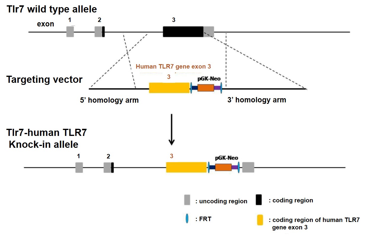 TLR7 Humanized Immune Checkpoint Mouse Model