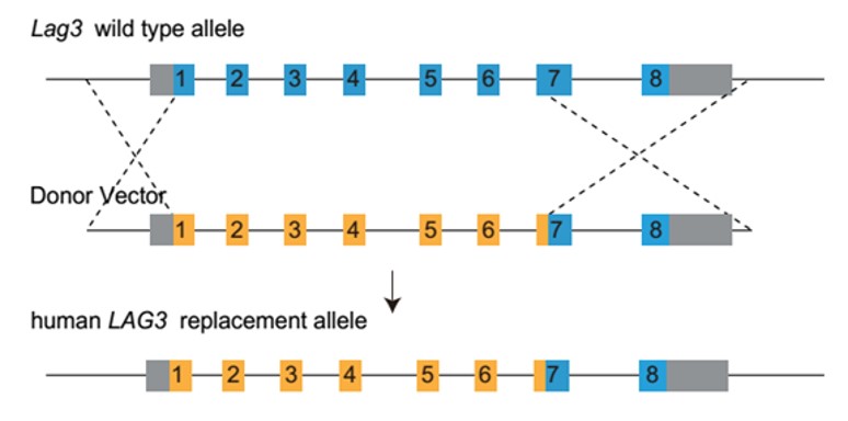 landingpage-ashu-00137-PD-L1 &, LAG3-hu-icpmouse-2