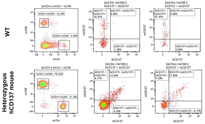 4-1BB Humanized Immune Checkpoint Mouse Model