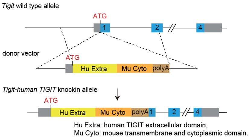 PD1/TIGIT/TIM3 Triple Humanized Immune Checkpoint Mouse Model