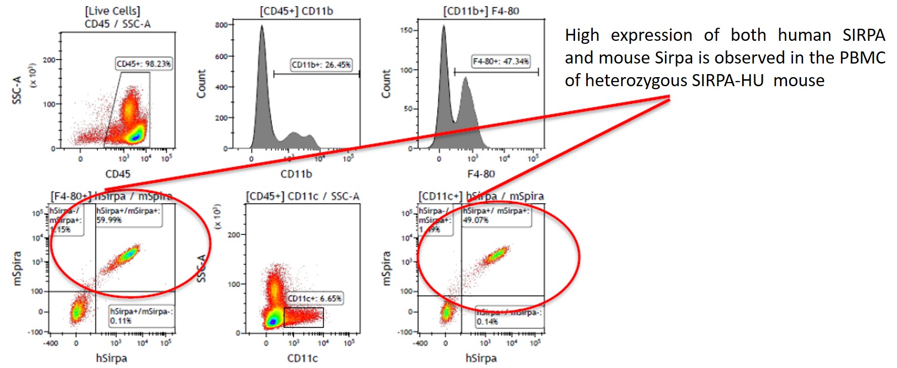 SIRPA Humanized Immune Checkpoint Mouse Model