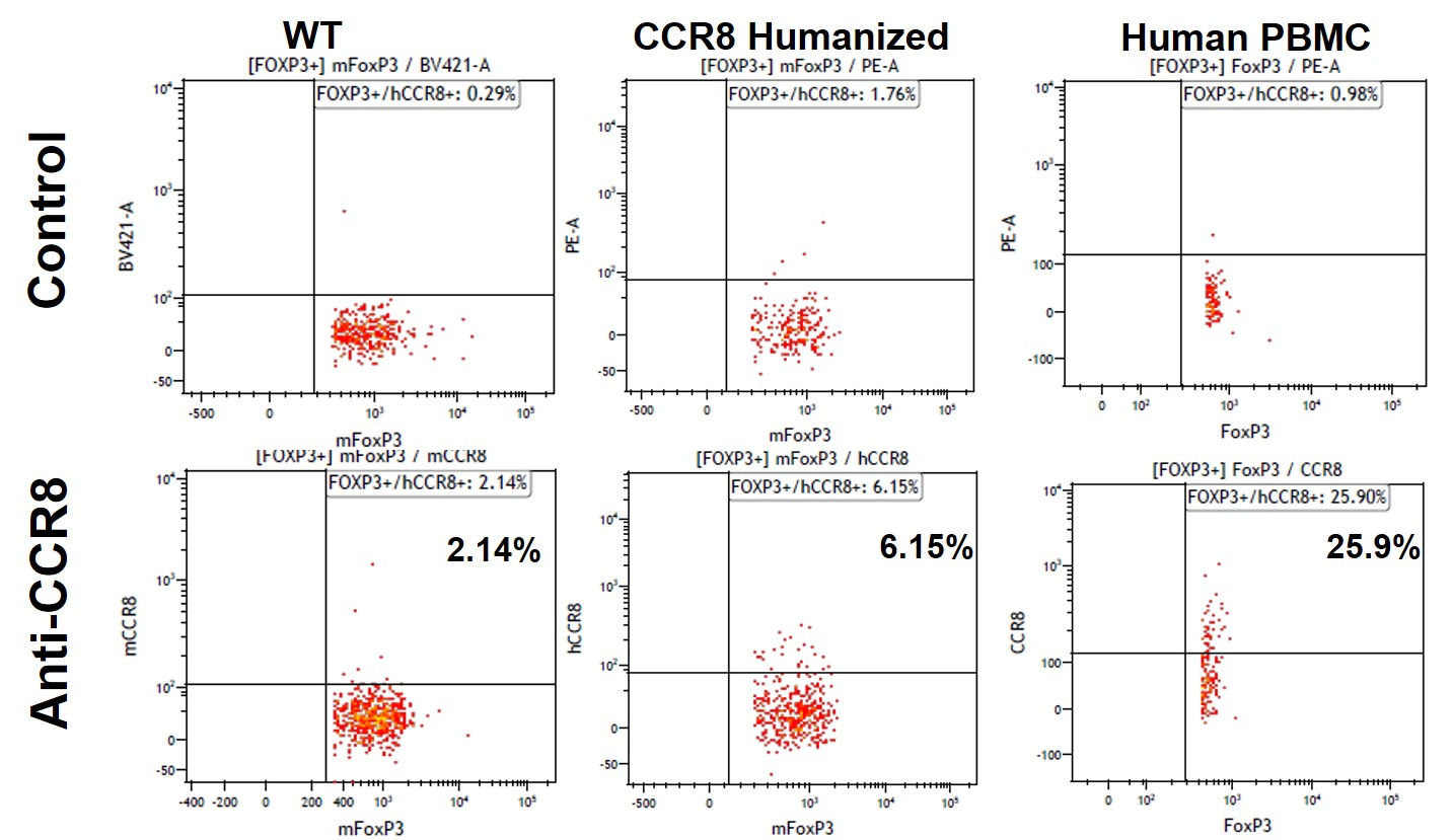 CCR8 Humanized Immune Mouse Model