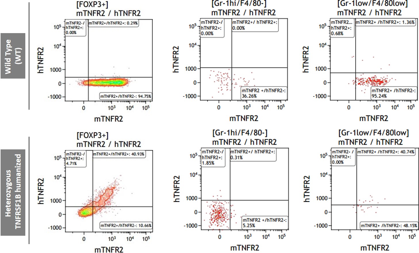 TNFRSF1B Humanized Immune Mouse Model