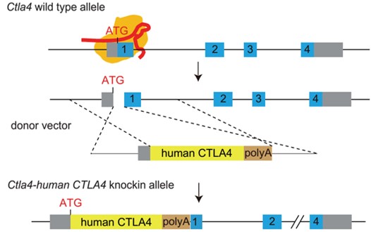 landingpage-ashu-00102-PD-L1 &, CTLA4-hu-icpmouse-2