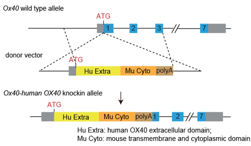 OX40 Humanized Immune Checkpoint Mouse Model