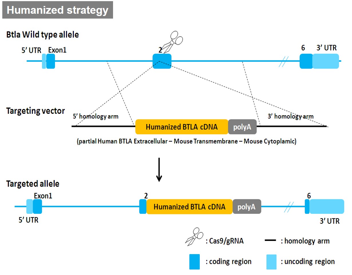 BTLA Humanized Immune Checkpoint Mouse Model